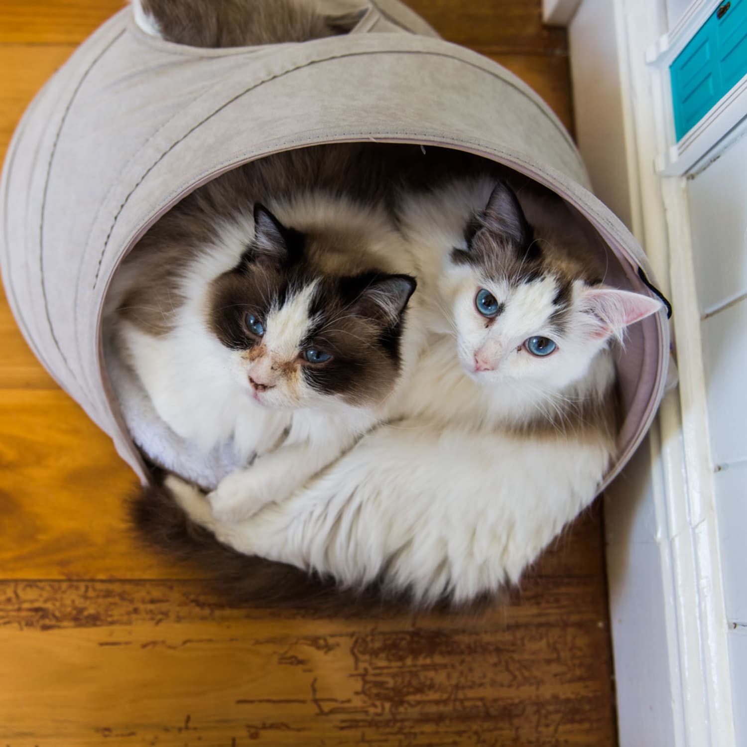 Cat toy hot sale storage ideas